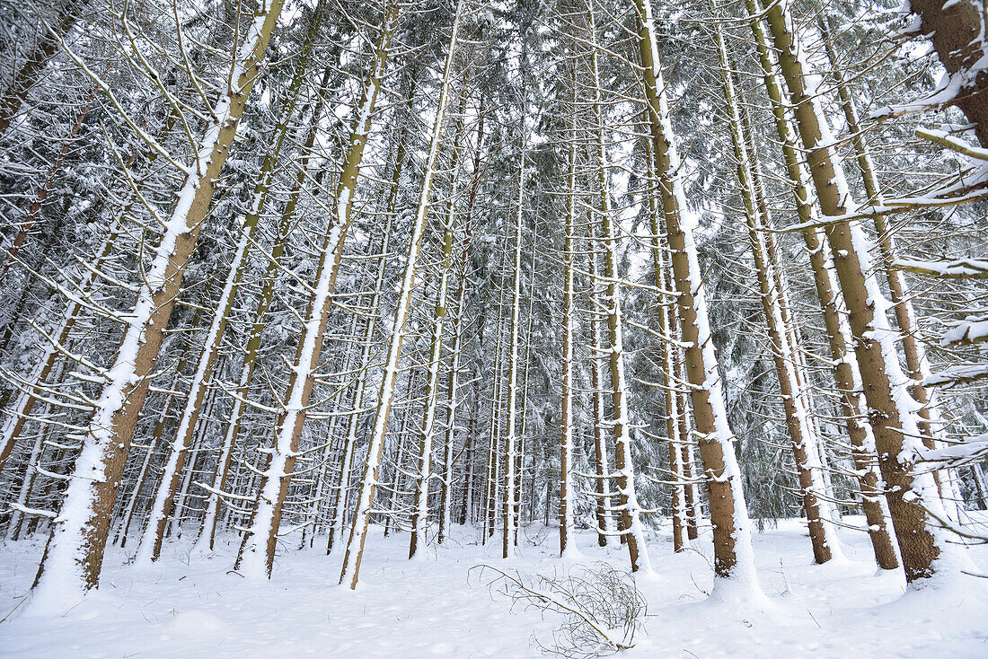 Verschneite Fichtenwaldlandschaft (Picea abies) im Winter, Oberpfalz, Bayern, Deutschland