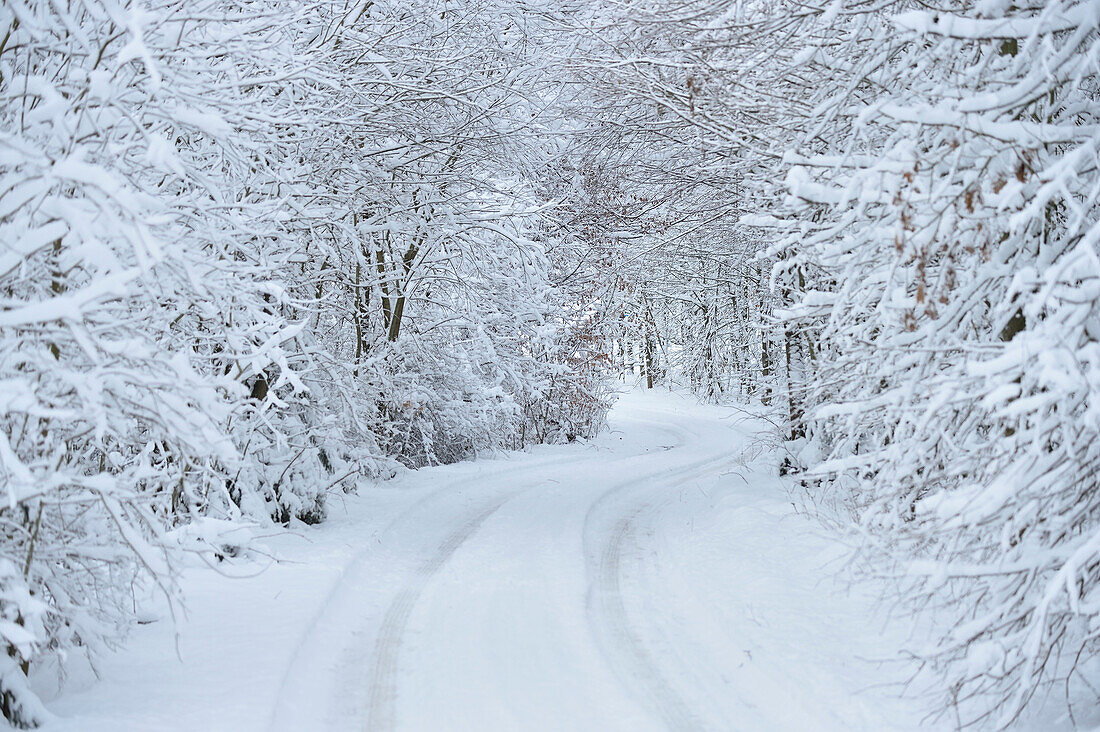 Snowy Road through Forest in Winter, Upper Palatinate, Bavaria, Germany