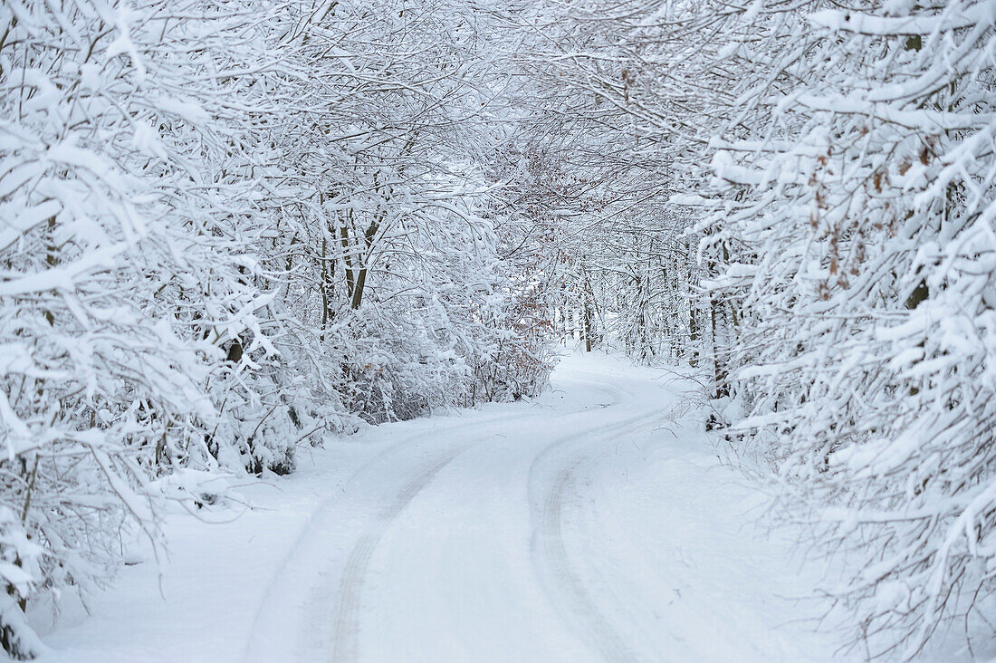 Verschneite Straße durch Wald im Winter, Oberpfalz, Bayern, Deutschland