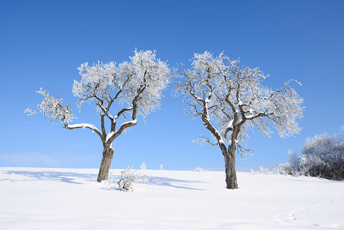 Gefrorene Obstbäume an einem sonnigen Tag im Winter, Oberpfalz, Bayern, Deutschland