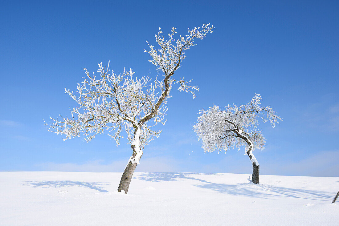 Landscape of Frozen Fruit Trees on Sunny Day in Winter, Upper Palatinate, Bavaria, Germany