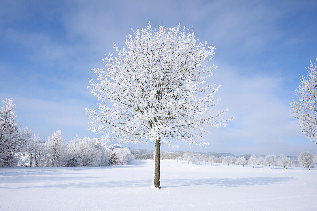 Landscape with Frozen Norway Maple (Acer platanoides) on Sunny Day in Winter, Upper Palatinate, Bavaria, Germany