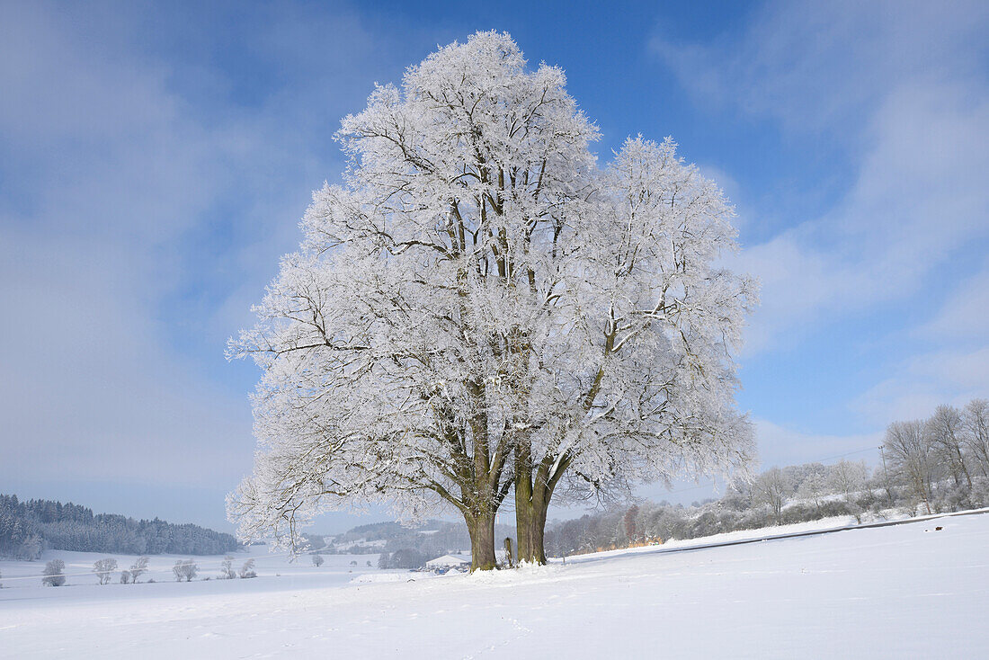 Landschaft mit gefrorenen Silberlinden (Tilia tomentosa) an einem sonnigen Tag im Winter, Oberpfalz, Bayern, Deutschland