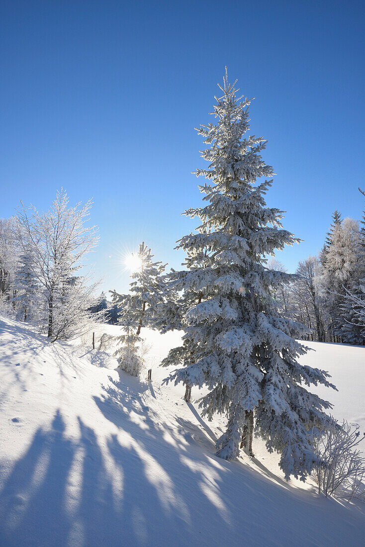 Landscpae of Norway Spruce (Picea abies) Forest on Early Morning in Winter, Bavarian Forest, Bavaria, Germany