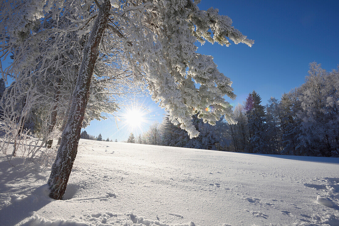 Landschaft mit gefrorenen Bäumen an einem frühen Wintermorgen, Bayerischer Wald, Bayern, Deutschland