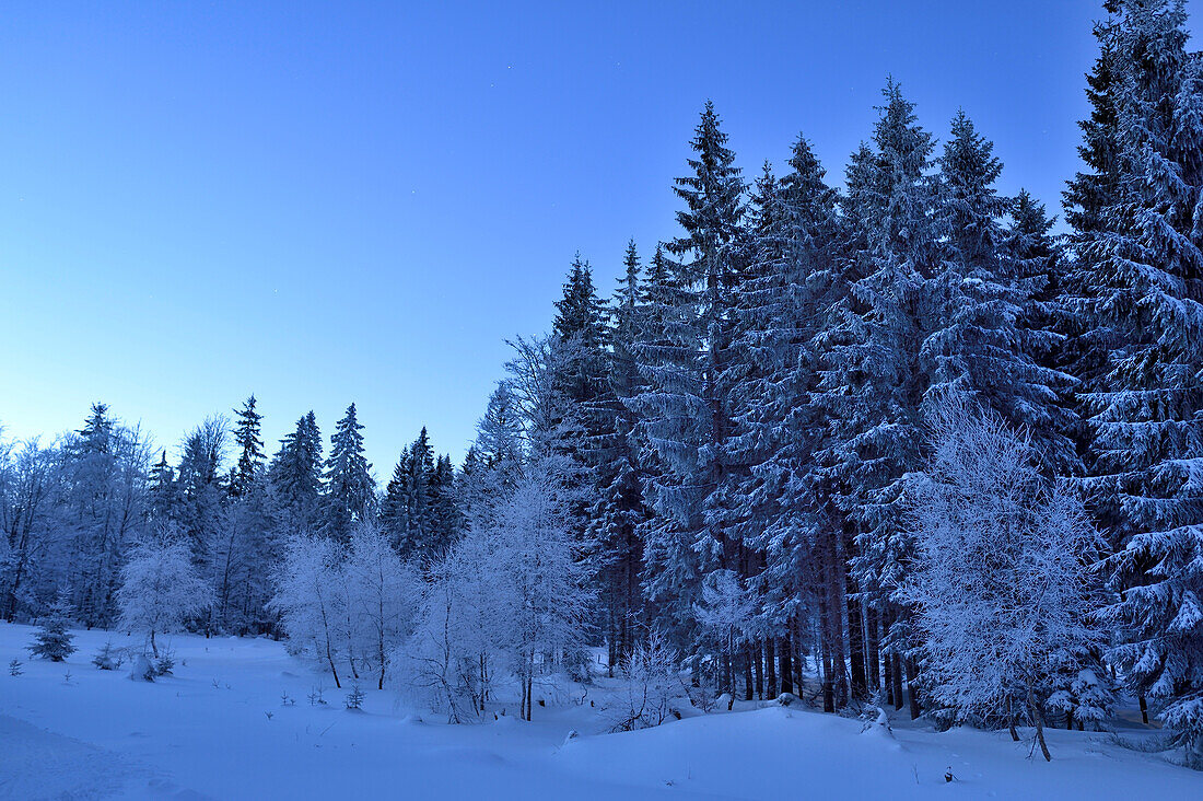 Waldlandschaft im Winter bei Mondschein in der Nacht, Bayerischer Wald, Bayern, Deutschland