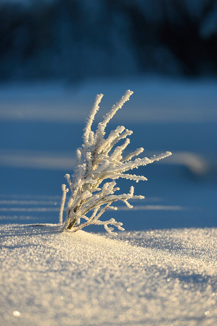 Frozen Bush on Early Morning in Winter, Bavarian Forest, Bavaria, Germany