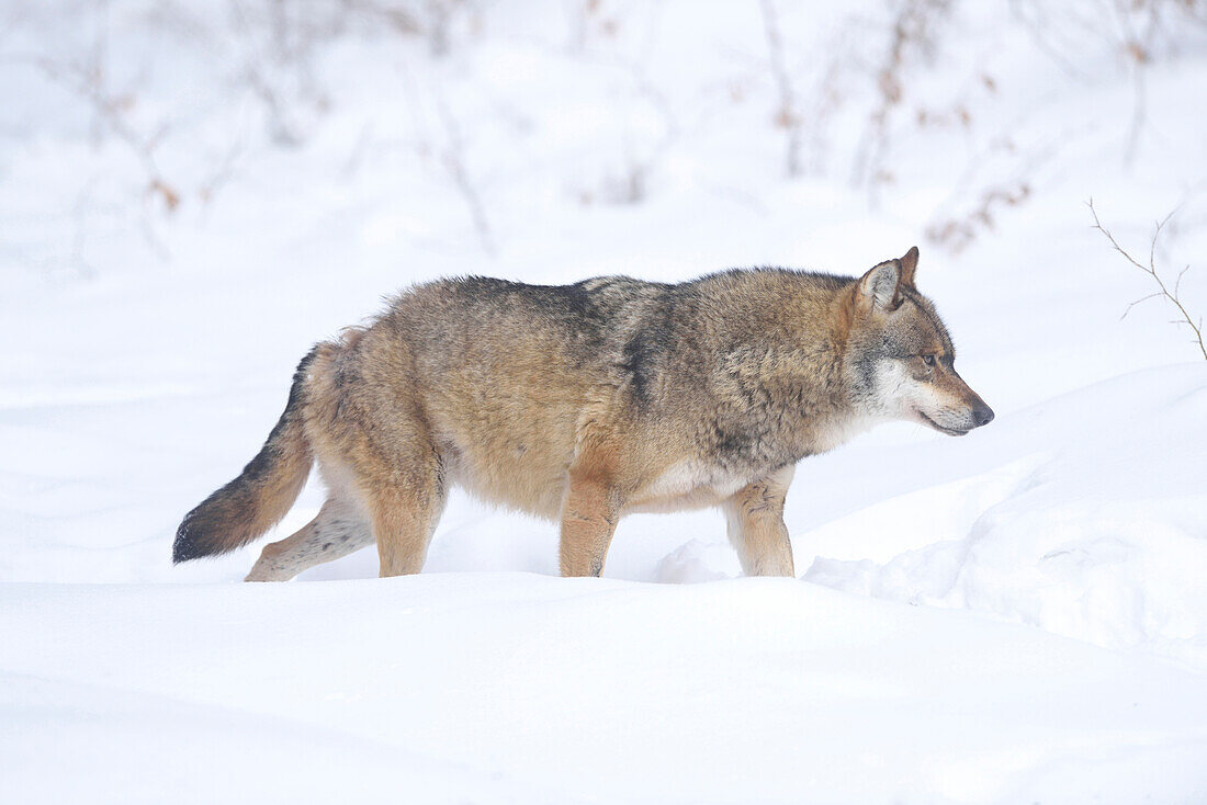 Close-up of a European grey wolf (canis lupus) in winter, Bavarian Forest, Bavaria, Germany