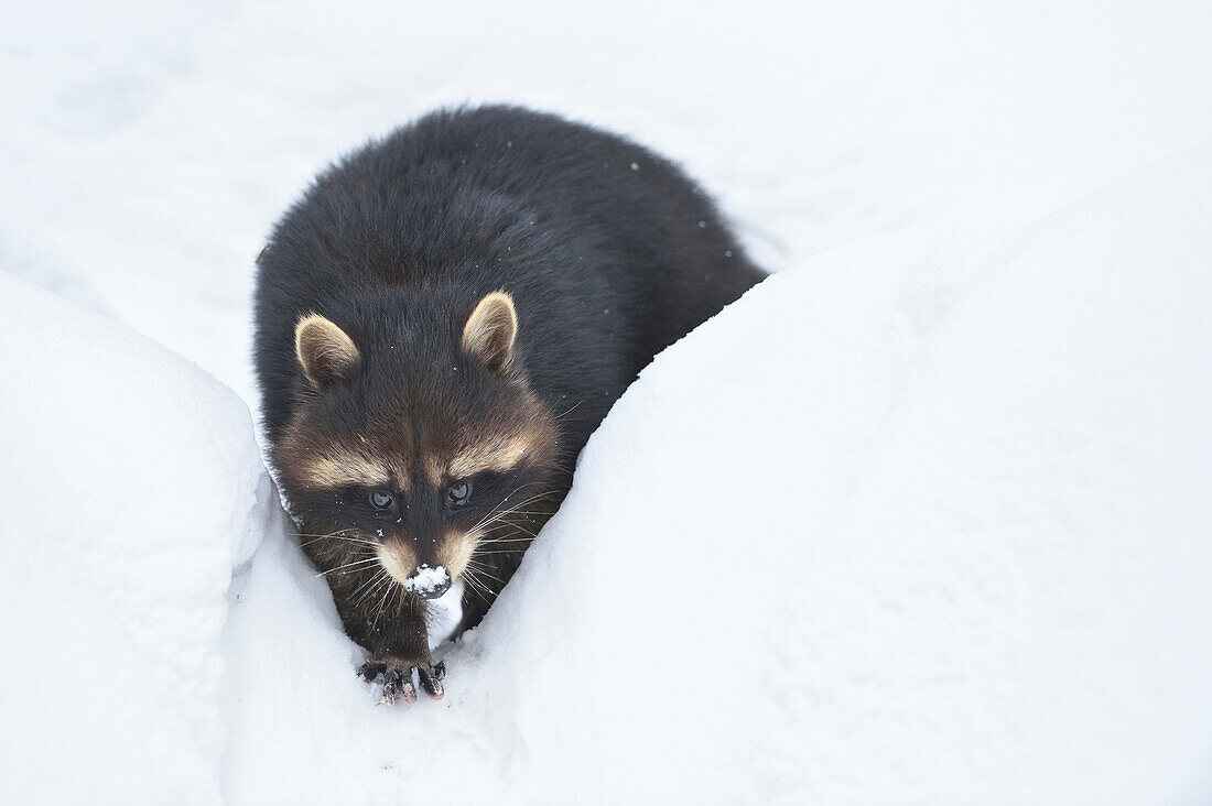 Close-up of a common raccoon (Procyon lotor) in winter, Bavarian Forest, Bavaria, Germany