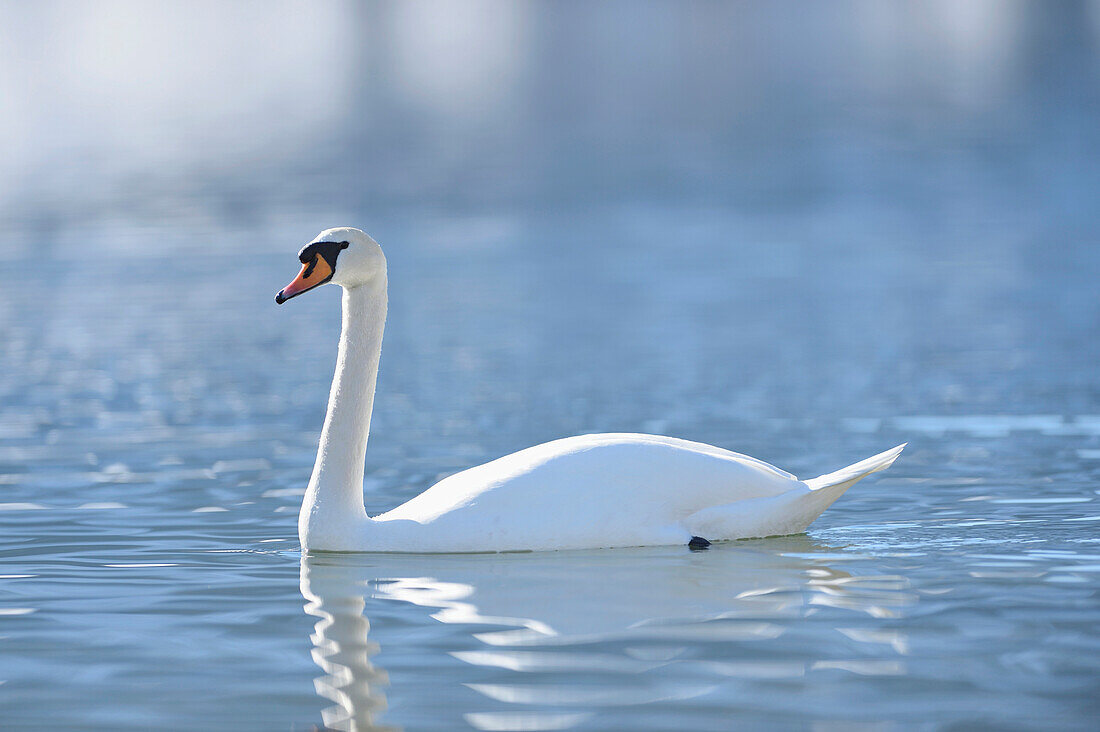 Porträt eines Höckerschwans (Cygnus olor) beim Schwimmen auf dem Grundlsee im Winter, Steiermark, Österreich