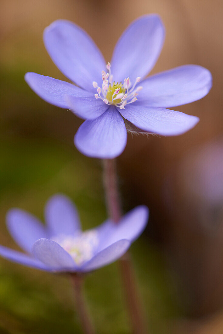 Close-up of a Common Hepatica (Anemone hepatica) flowering in spring, Bavaria, Germany