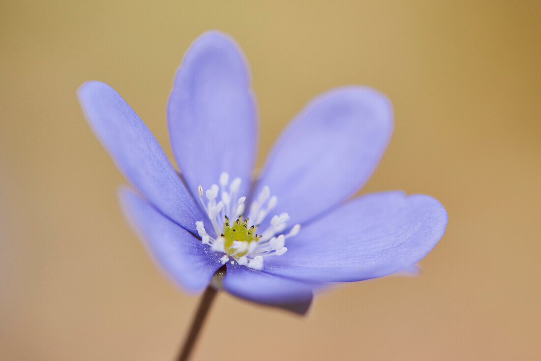 Nahaufnahme einer im Frühjahr blühenden Hepatica (Anemone hepatica), Bayern, Deutschland