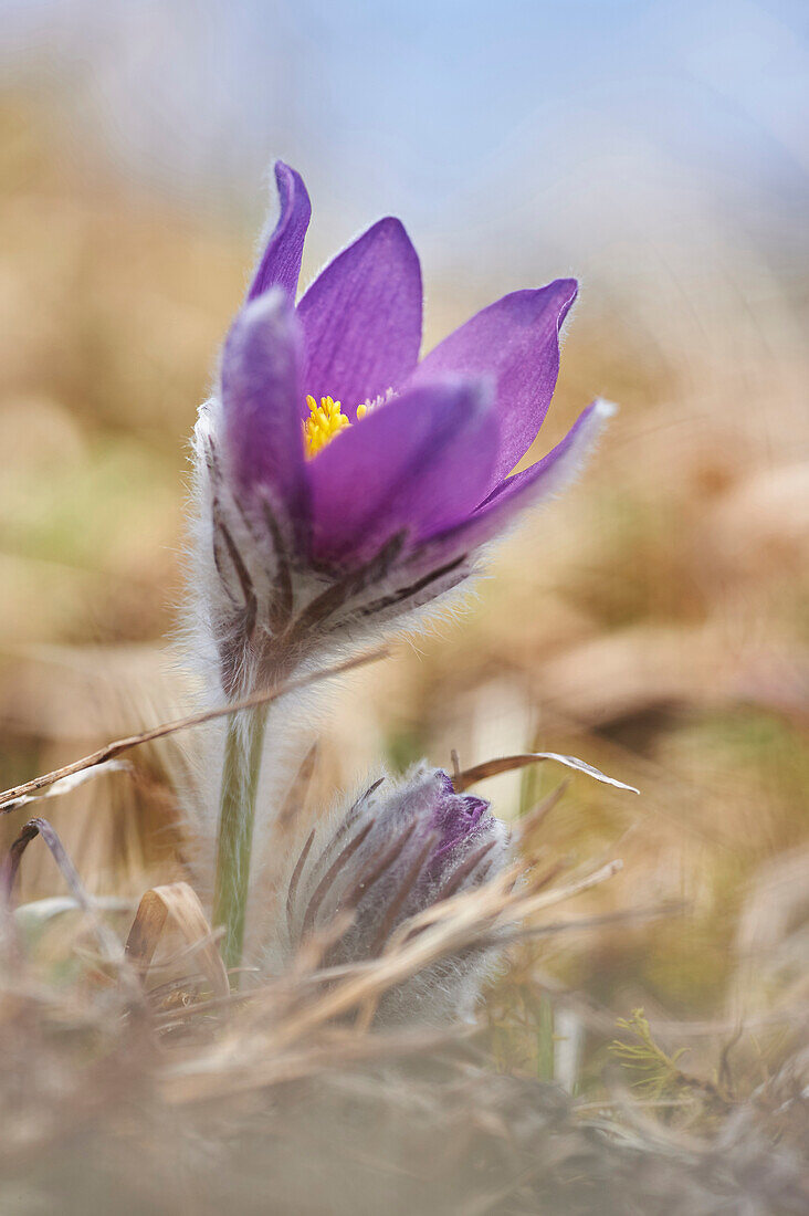 Nahaufnahme einer blühenden Küchenschelle (Pulsatilla vulgaris) im Frühjahr, Bayern, Deutschland