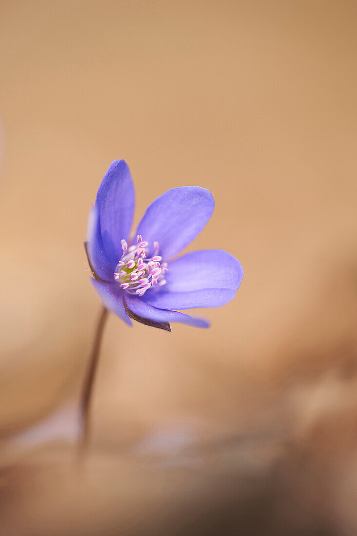 Close-up of a Common Hepatica (Anemone hepatica) flowering in spring, Bavaria, Germany