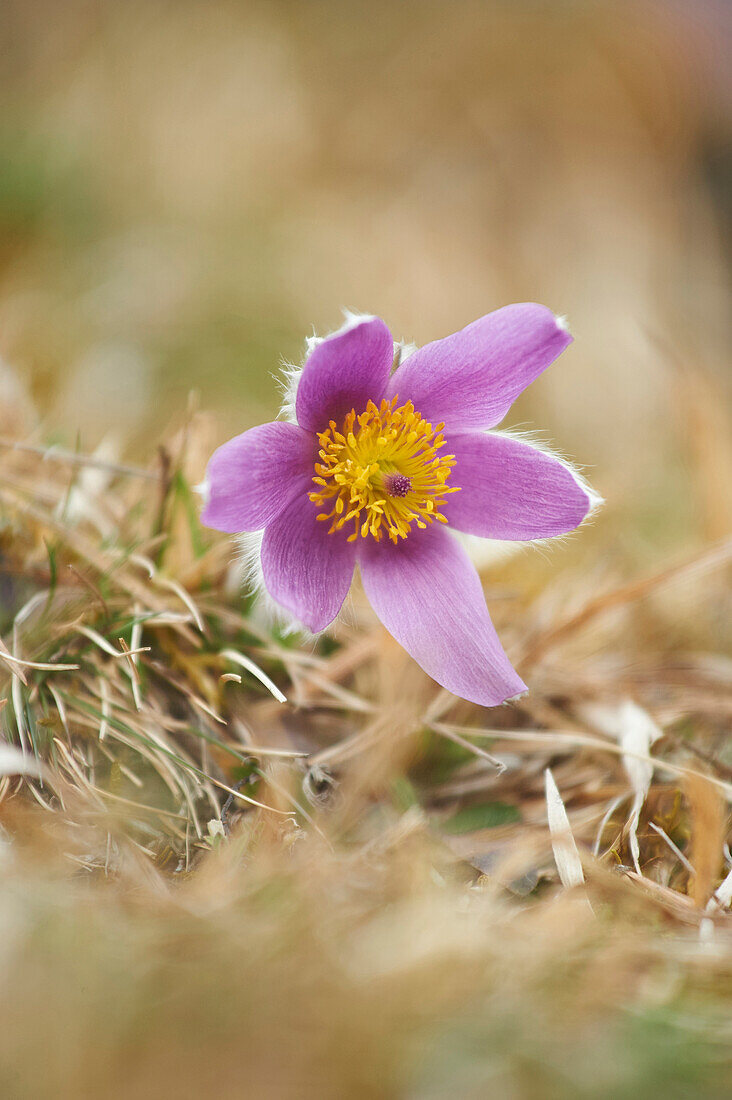 Close-up of a common pasque flower (Pulsatilla vulgaris) flowering in spring, Bavaria, Germany