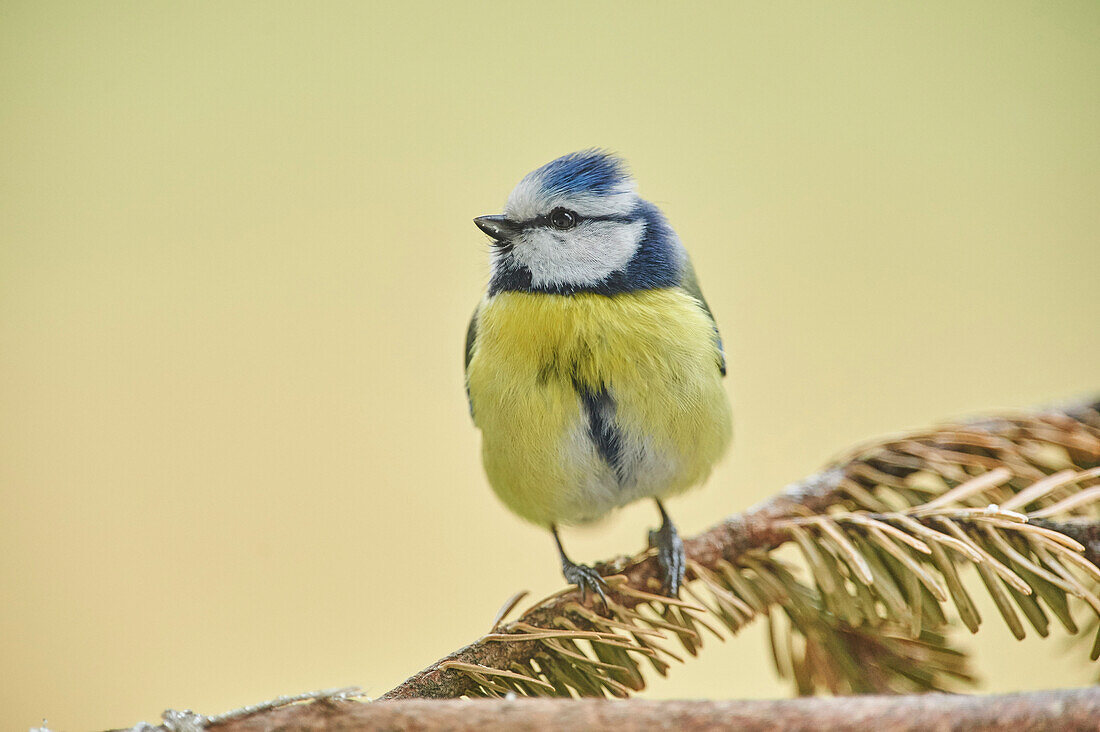 Close-up of Eurasian Blue Tit (Cyanistes caeruleus) in Early Spring, Styria, Austria