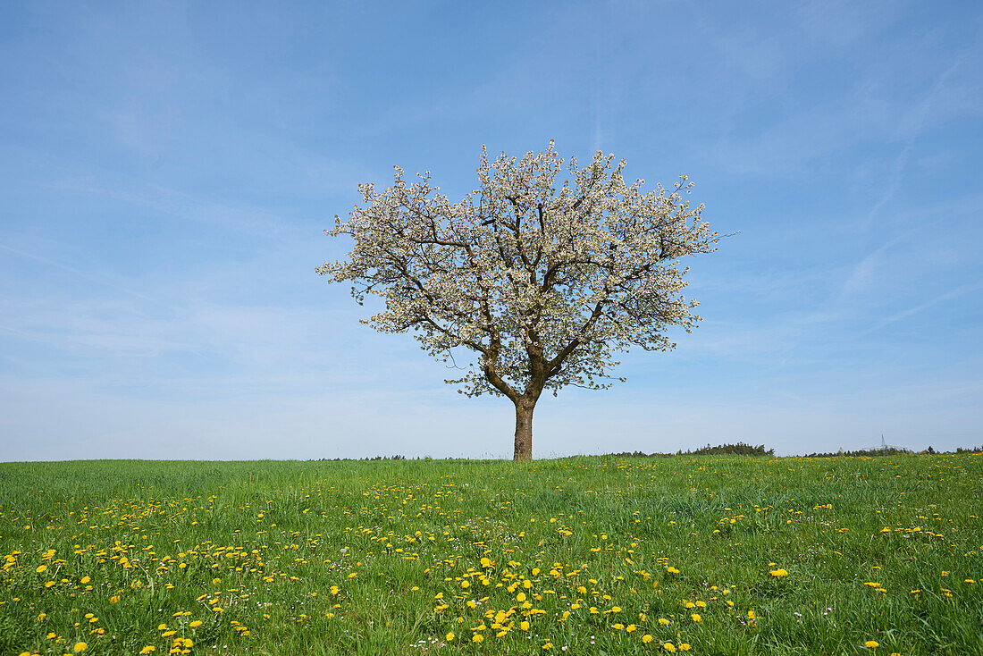 Landschaft mit Sauerkirschbaum (Prunus cerasus) auf Wiese im Frühling, Oberpfalz, Bayern, Deutschland