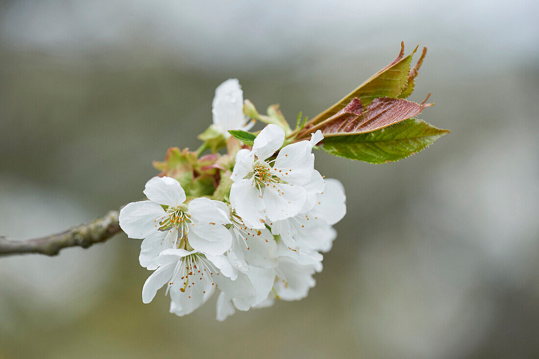 Close-up of Sour Cherry (Prunus cerasus) Blossoms in Spring, Upper Palatinate, Bavaria, Germany