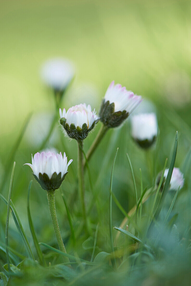 Nahaufnahme von Gänseblümchen (Bellis perennis) Blüten im Frühling, Bayern, Deutschland