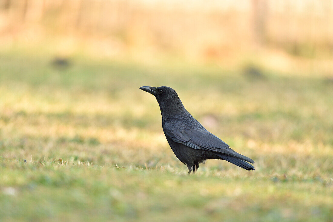 Aaskrähe (Corvus corone) stehend auf einer Wiese im Frühling, Bayern, Deutschland