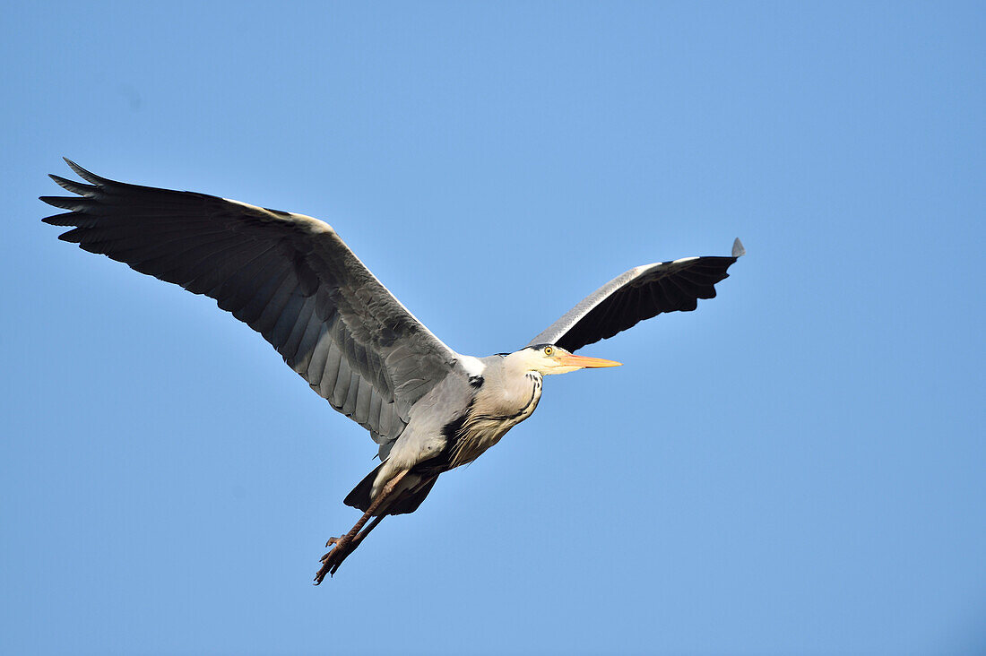 Close-up of a Grey heron (Ardea cinerea) flying around in spring, Bavaria, Germany
