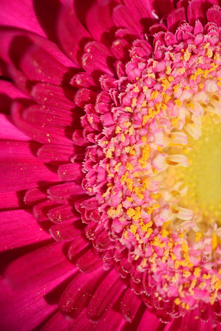 Close-up of a Gerbera × hybrida in a bouquet