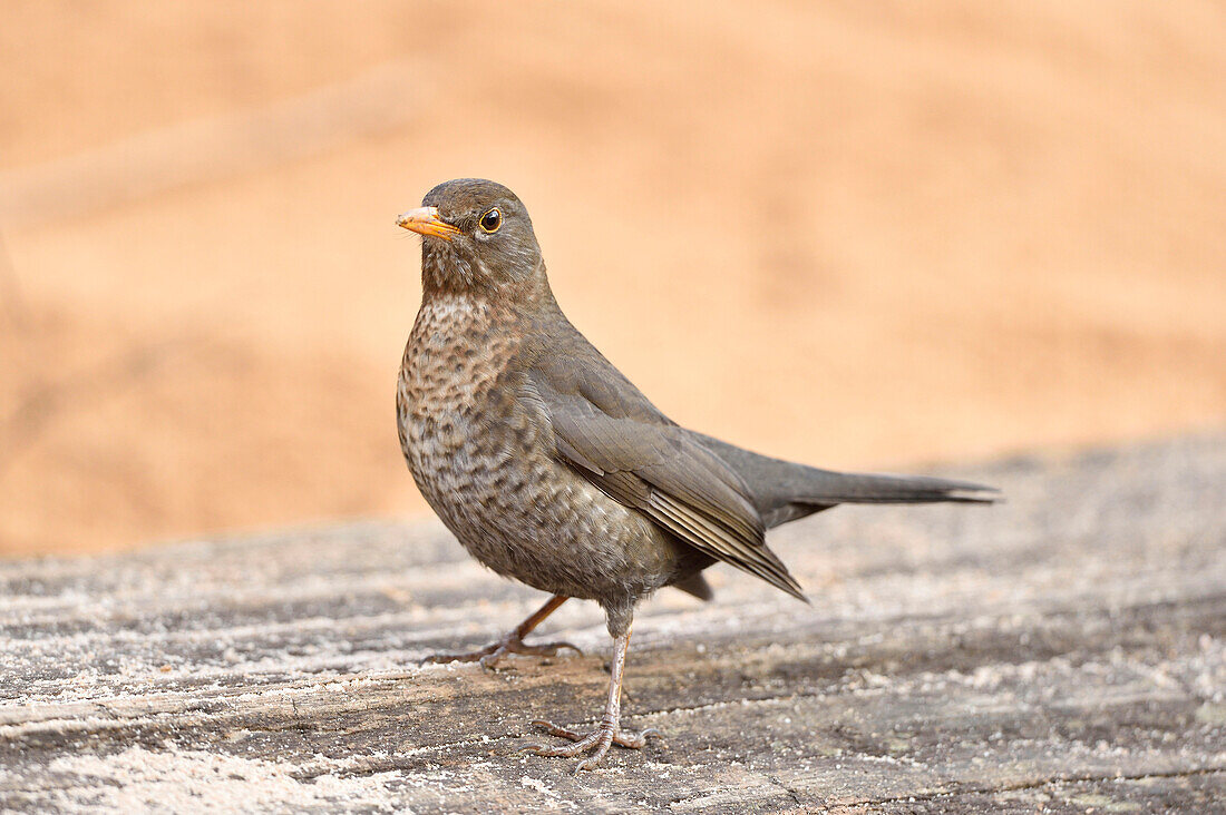 Close-up of Female Common Blackbird (Turdus merula) on Sandy Beach in Spring, Bavaria, Gemany