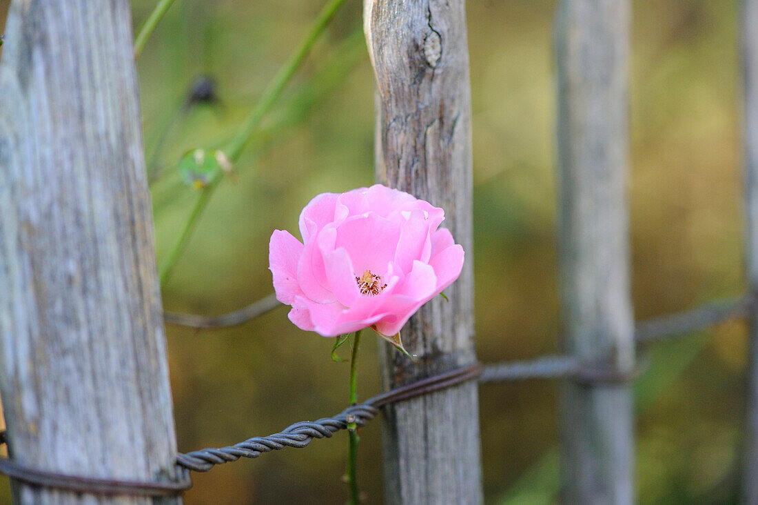 A pink rose growing around a wooden fence, Bavaria, Germany