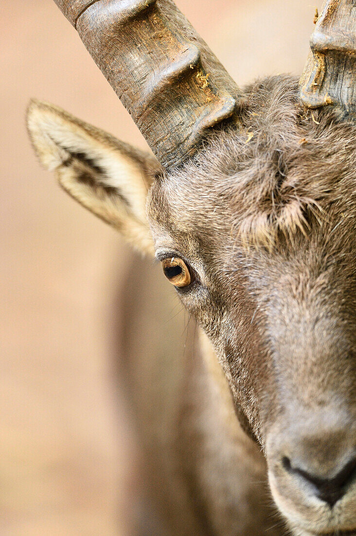 Close-up of Alpine Ibex (Capra ibex) in Autumn, Bavaria, Germany