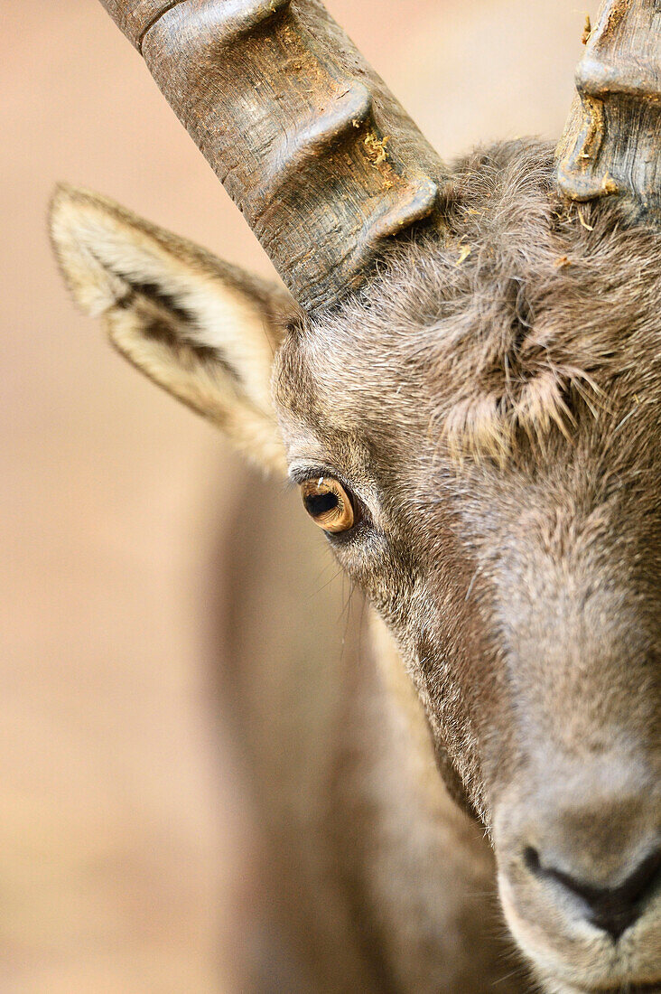 Nahaufnahme eines Alpensteinbocks (Capra ibex) im Herbst, Bayern, Deutschland