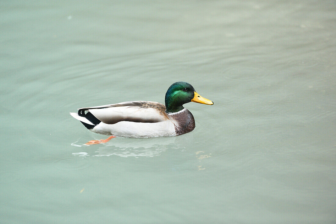 Portrait of Male Mallard Duck (Anas platyrhynchos) on Lake Plansee in Autumn, Tirol, Austria