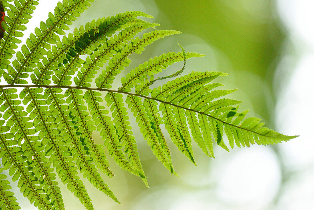 Nahaufnahme von Männlichem Farn (Dryopteris filix-mas) im Rotbuchenwald (Fagus sylvatica) im Herbst, Bayern, Deutschland