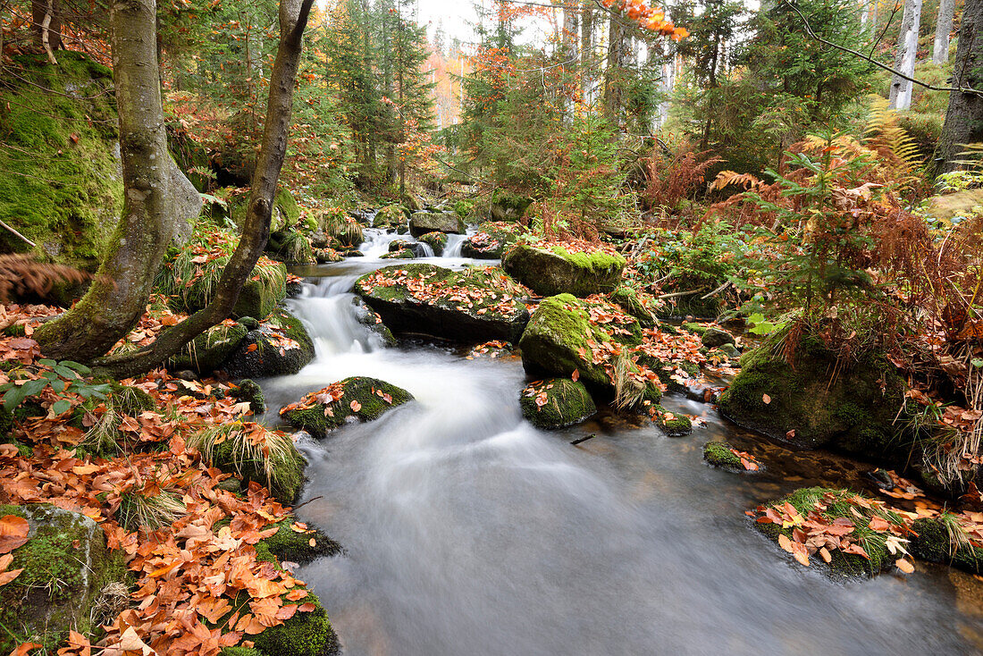 Landscape of a river (Kleine Ohe) flowing through the forest in autumn, Bavarian Forest National Park, Bavaria, Germany