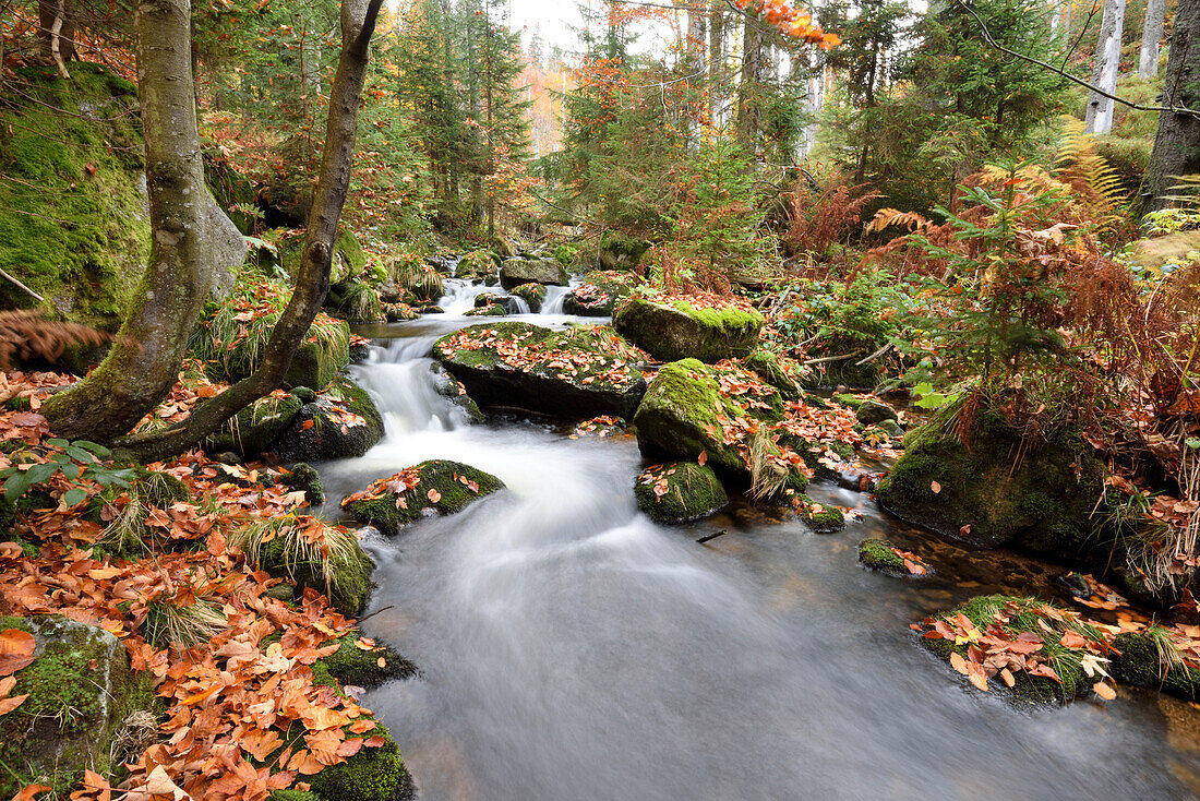 Landschaft eines Flusses (Kleine Ohe) im Herbst, Nationalpark Bayerischer Wald, Bayern, Deutschland