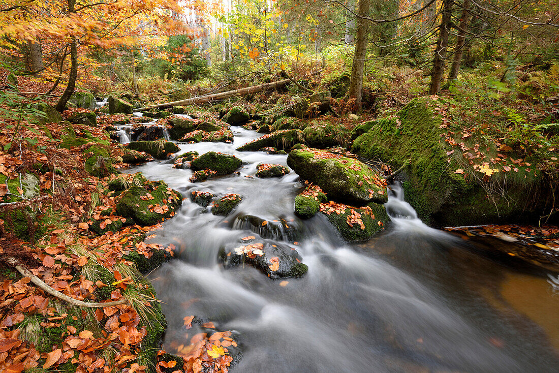 Landscape of a river (Keine Ohe) flowing through the forest in autumn, Bavarian Forest National Park, Bavaria, Germany