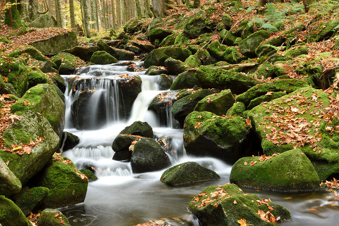 Flusslandschaft (Kleine Ohe) im Herbst, Nationalpark Bayerischer Wald, Bayern, Deutschland