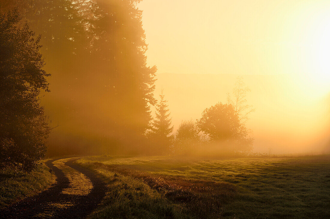 Landschaft bei Sonnenaufgang, leuchtend an einem frühen, nebligen Morgen, Nationalpark Bayerischer Wald, Bayern, Deutschland