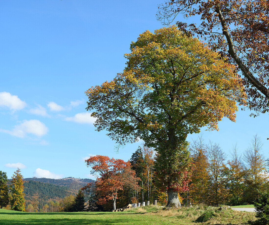 Nördliche Roteiche (Quercus rubra) am Straßenrand im Herbst, Nationalpark Bayerischer Wald, Bayern, Deutschland