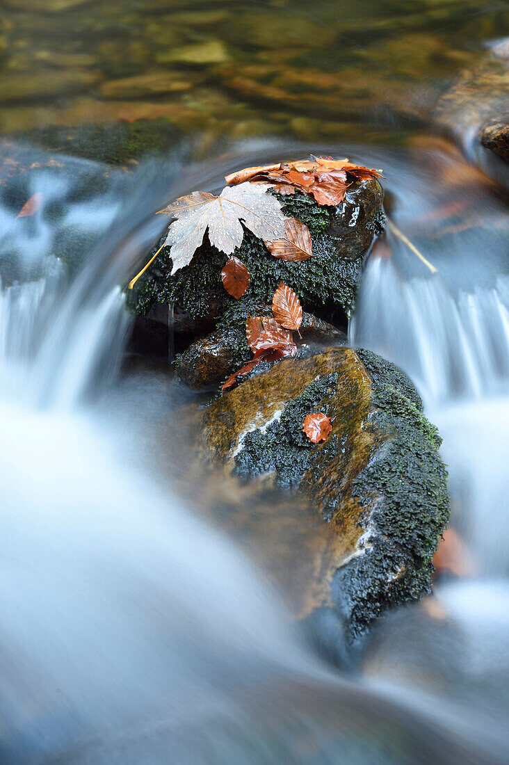 Nahaufnahme von Felsen und Herbstlaub mit fließendem Wasser eines Flusses im Herbst, Nationalpark Bayerischer Wald, Bayern, Deutschland