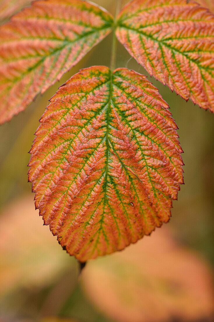 Close-up of red raspberry (Rubus idaeus) leaves in autumn, Upper Palatinate, Bavaria, Germany