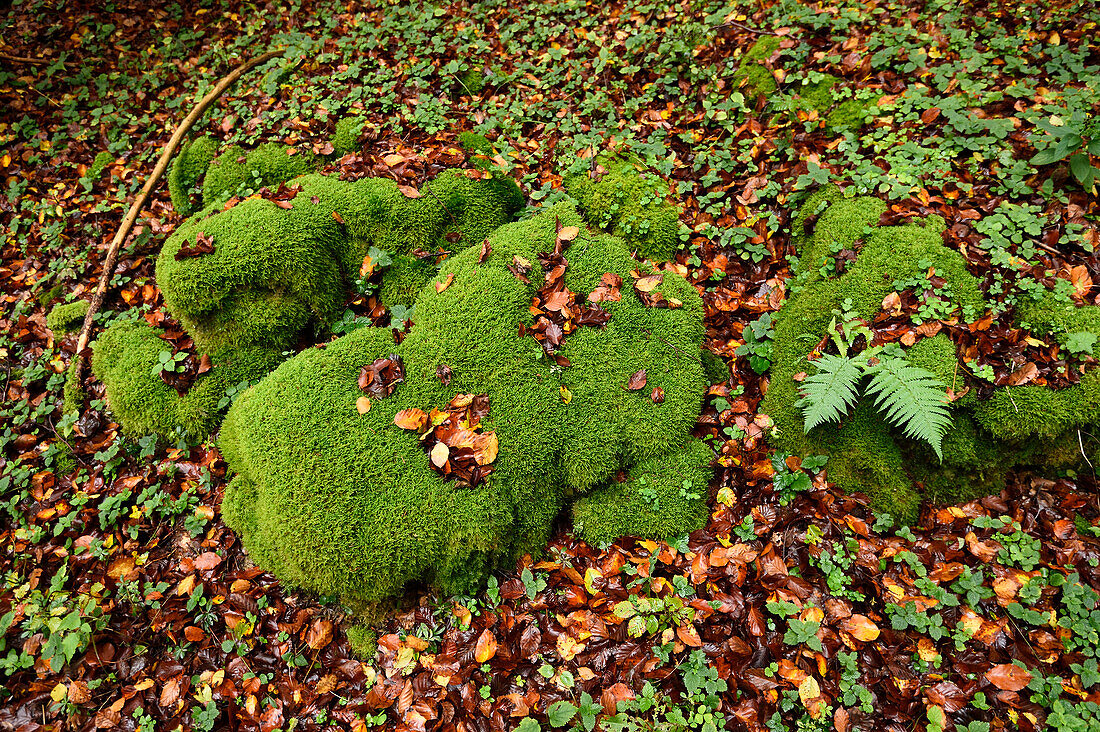 Nahaufnahme von moosbewachsenen Felsen in einem Rotbuchenwald (Fagus sylvatica) im Herbst, Oberpfalz, Bayern, Deutschland