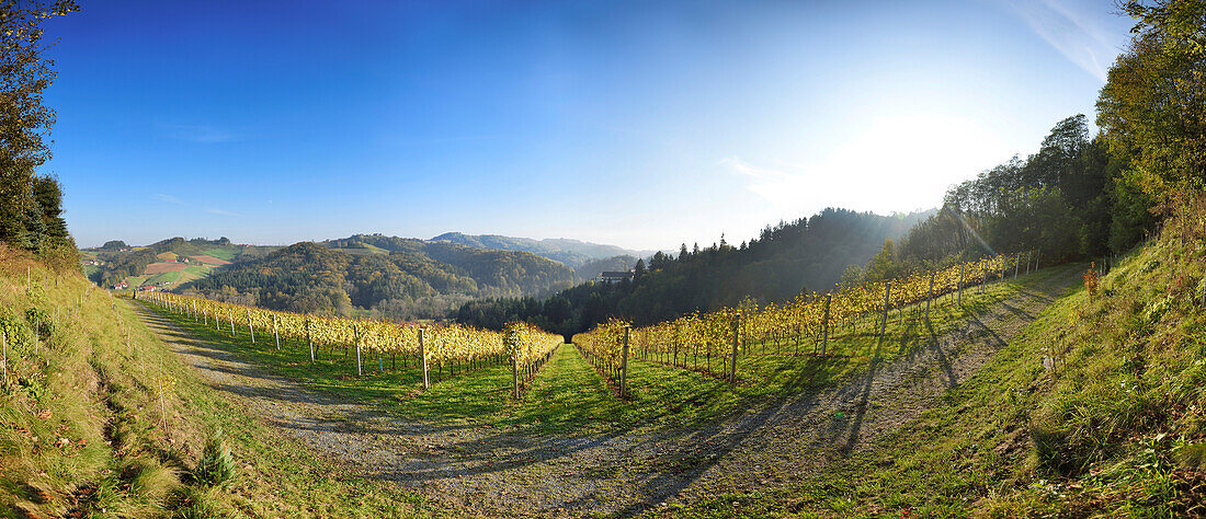 Weinbergslandschaft an einem sonnigen Tag im Herbst, Steiermark, Österreich