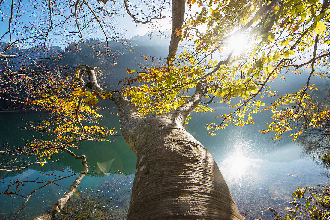Rotbuche (Fagus sylvatica) Baum am Langbathsee im Herbst, Österreich