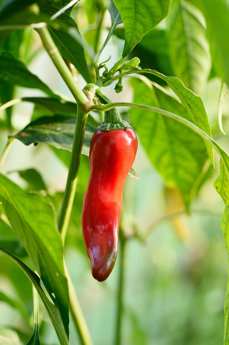 Peppers (Capsicum) growing in a greenhouse in a garden in autumn