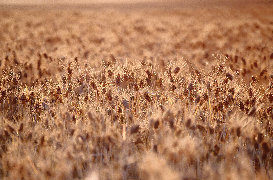 Barley Field