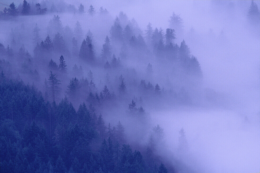 Fog Covering Forest