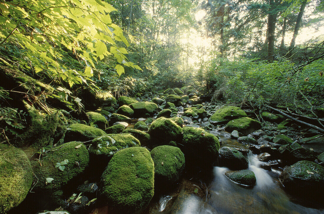 Bach im Wald