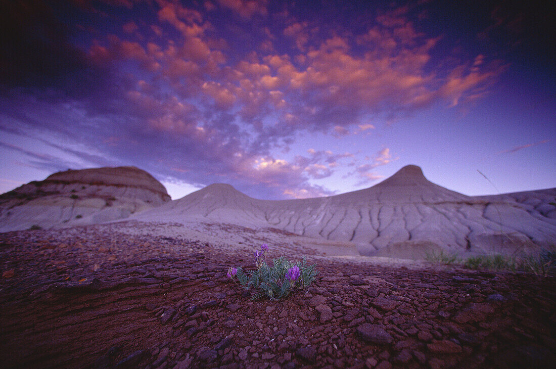 Dinosaur Provincial Park, Alberta, Kanada