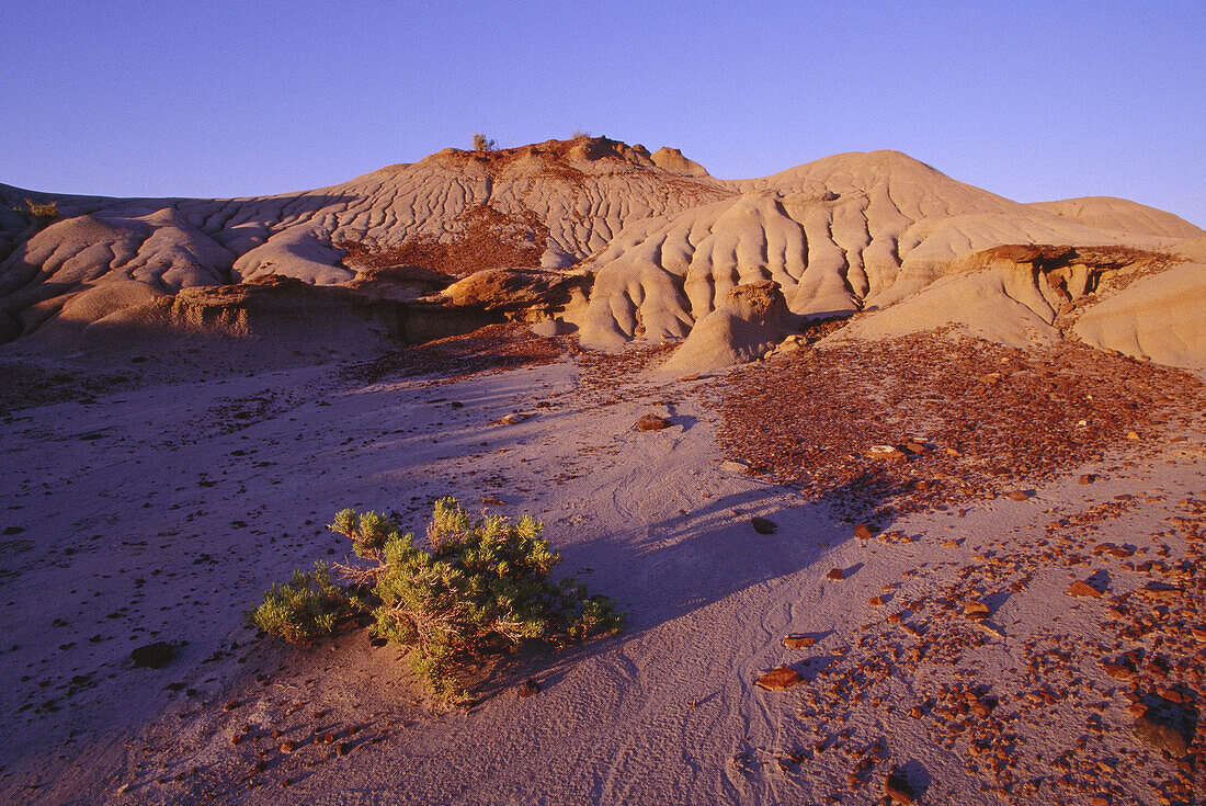 Dinosaur Provincial Park, Alberta, Canada