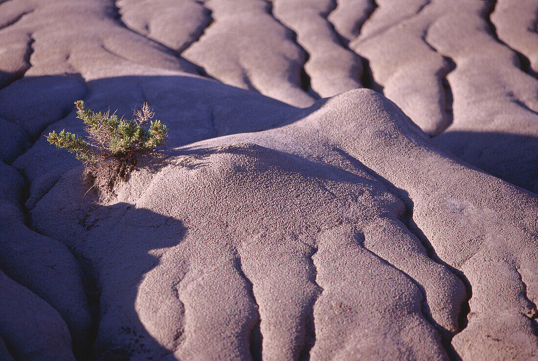 Dinosaur Provincial Park, Alberta, Canada